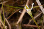 White screwstem